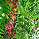 Domus Olea פוליקסטרו בוסנטינו