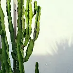 לינה וארוחת בוקר Domus Olea