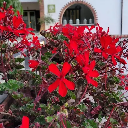 Bed & Breakfast Domus Olea Policastro Bussentino