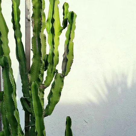 Bed & Breakfast Domus Olea